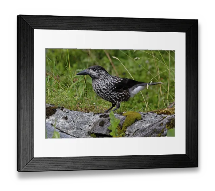 Framed Print : Nutcracker (Nucifraga caryocatactes) perched on a rock, Switzerland. August