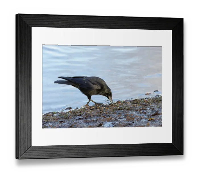 Framed Print : Carrion crow (Corvus corone) foraging at water's edge, Norfolk, England, UK. November Framed Print : Carrion crow (Corvus corone) foraging at water's edge, Norfolk, England, UK. November