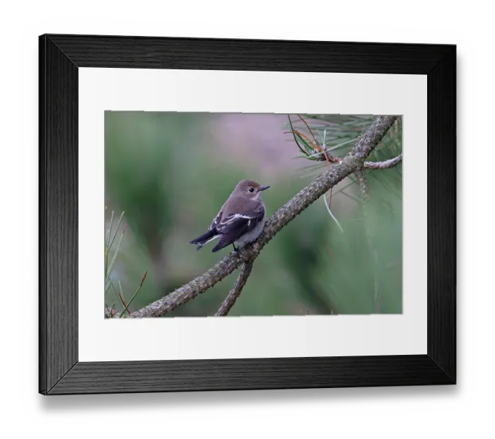 Framed Print : Pied flycatcher (Ficedula hypoleuca) perched on a branch, Norfolk, England, UK. September Framed Print : Pied flycatcher (Ficedula hypoleuca) perched on a branch, Norfolk, England, UK. September