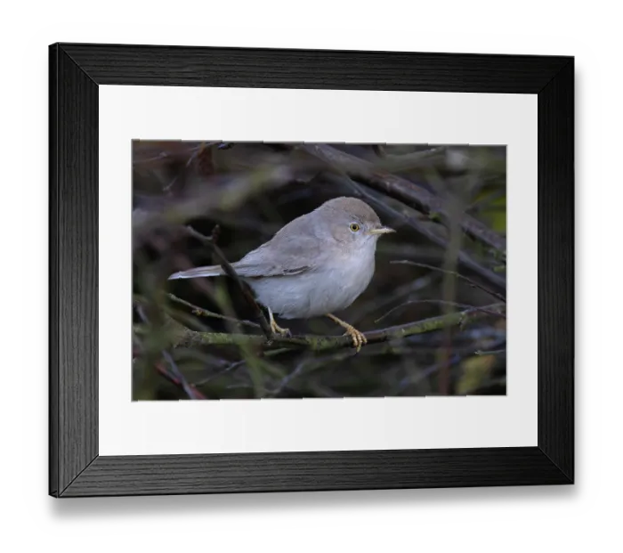 Framed Print : Asian desert warbler (Curruca nana) perched on a branch, Winterton, Norfolk, England, UK. October Framed Print : Asian desert warbler (Curruca nana) perched on a branch, Winterton, Norfolk, England, UK. October