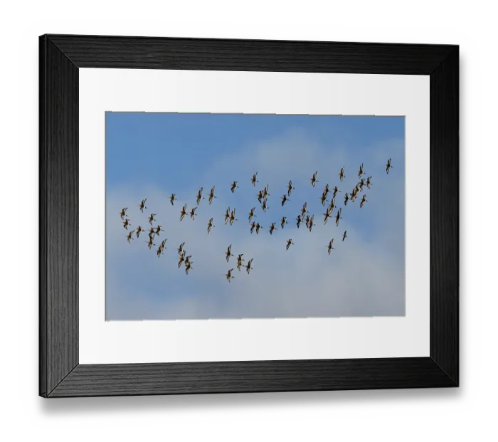Framed Print : Flock of Black-tailed godwits (Limosa limosa islandica) and a Long-billed dowitcher (Limnodromus scolopaceus) in flight, Cley Marshes NWT, Norfolk, England, UK. October Framed Print : Flock of Black-tailed godwits (Limosa limosa islandica) and a Long-billed dowitcher (Limnodromus scolopaceus) in flight, Cley Marshes NWT, Norfolk, England, UK. October