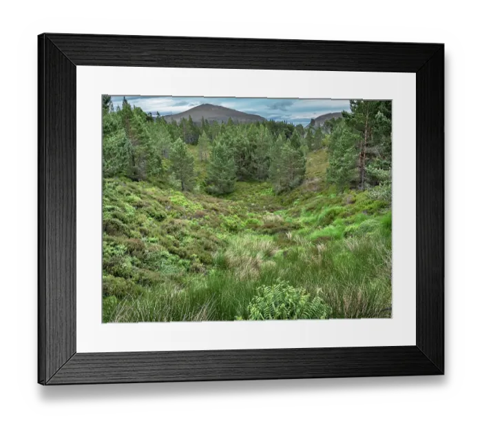 Framed Print : A glen with Scots pine (Pinus sylvestris) trees and view of the Cairngorm mountains, Glenmore Forest Park, Cairngorm National Park, Scotland, UK. July Framed Print : A glen with Scots pine (Pinus sylvestris) trees and view of the Cairngorm mountains, Glenmore Forest Park, Cairngorm National Park, Scotland, UK. July