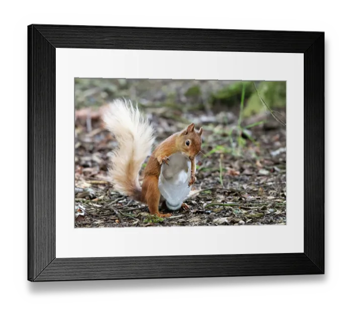 Framed Print : Red squirrel (Sciurus vulgaris) investigating a plastic bottle, Aviemore, Cairngorm National Park, Scotland, UK. July Framed Print : Red squirrel (Sciurus vulgaris) investigating a plastic bottle, Aviemore, Cairngorm National Park, Scotland, UK. July