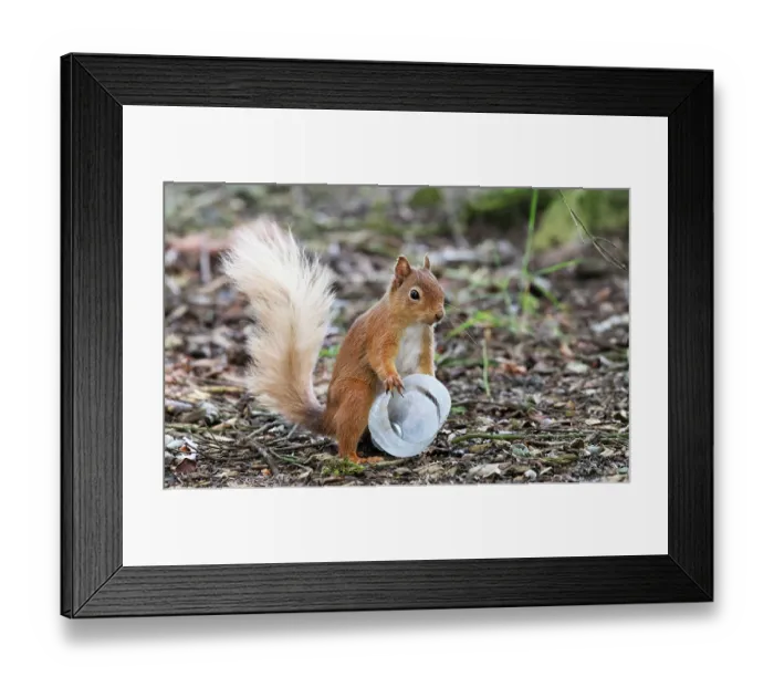 Framed Print : Red squirrel (Sciurus vulgaris) investigating a plastic bottle, Aviemore, Cairngorm National Park, Scotland, UK. July Framed Print : Red squirrel (Sciurus vulgaris) investigating a plastic bottle, Aviemore, Cairngorm National Park, Scotland, UK. July
