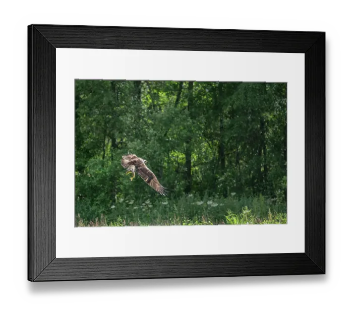 Framed Print : Osprey (Pandion haliaetus) in flight carrying trout prey, Aviemore, Cairngorm National Park, Scotland, UK. July Framed Print : Osprey (Pandion haliaetus) in flight carrying trout prey, Aviemore, Cairngorm National Park, Scotland, UK. July