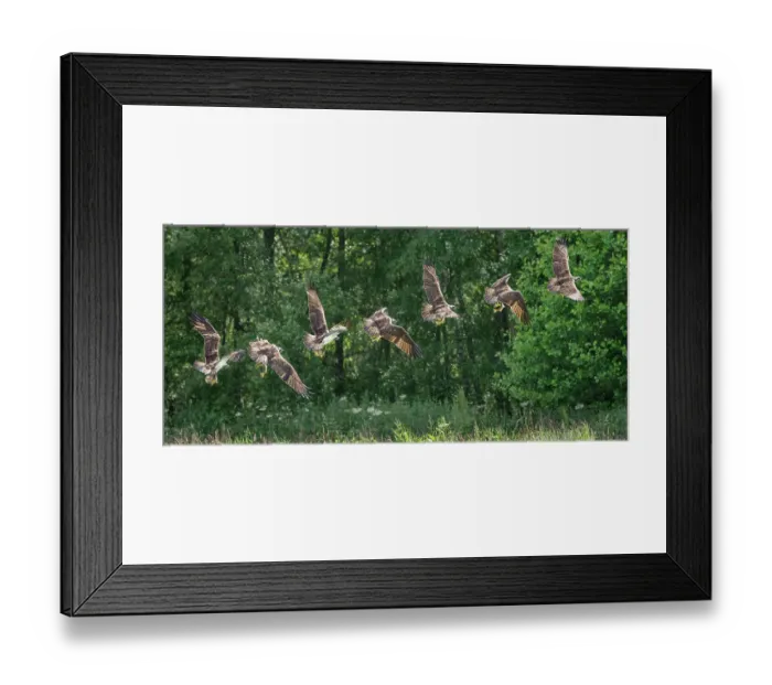 Framed Print : Osprey (Pandion haliaetus) in flight carrying trout prey, Aviemore, Cairngorm National Park, Scotland, UK. July Framed Print : Osprey (Pandion haliaetus) in flight carrying trout prey, Aviemore, Cairngorm National Park, Scotland, UK. July