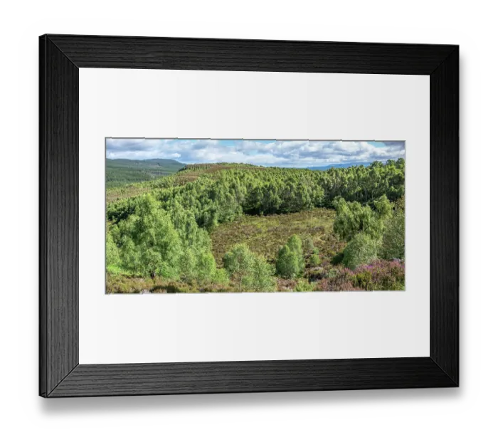 Framed Print : Moorland and old birch forest with Silver birch (Betula pendula) trees, Craigellachie National Nature Reserve, Cairngorm National Park, Scotland, UK. July Framed Print : Moorland and old birch forest with Silver birch (Betula pendula) trees, Craigellachie National Nature Reserve, Cairngorm National Park, Scotland, UK. July