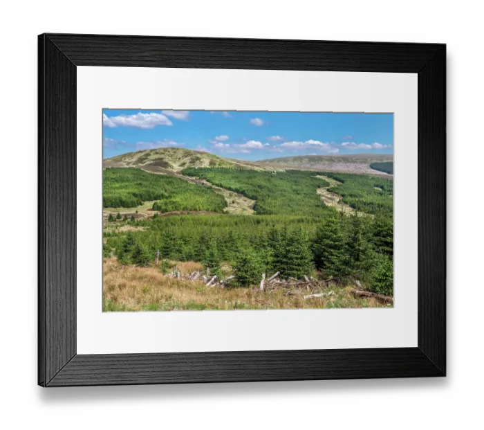 Framed Print : Timber industry in the central area of Galloway Forest Park, near Lake Trool and Bruce's Stone, Dumfiries and Galloway, Scotland, UK. May, 2017