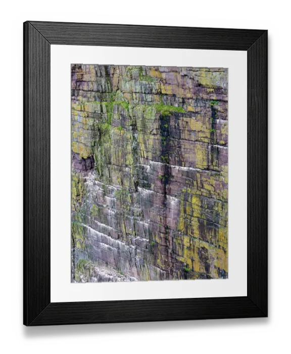 Framed Print : Common guillemots (Uria aalge) colony perched on coastal cliffs, Handa Island Nature Reserve, Sutherland, Scotland, UK. July