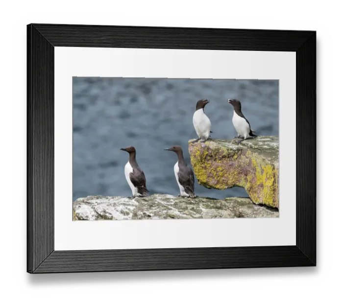 Framed Print : Two Common guillemots (Uria aalge) and two Razorbills (Alca torda) perched on coastal rocks. Handa Island Nature Reserve, Sutherland, Scotland, UK. July Framed Print : Two Common guillemots (Uria aalge) and two Razorbills (Alca torda) perched on coastal rocks. Handa Island Nature Reserve, Sutherland, Scotland, UK. July