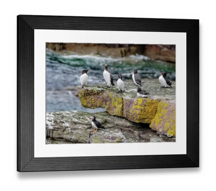 Framed Print : Common guillemots (Uria aalge) and Razorbills (Alca torda) perched on rock shelf with Puffin (Fratercula arctica) below, Handa Island Nature Reserve, Sutherland, Scotland, UK