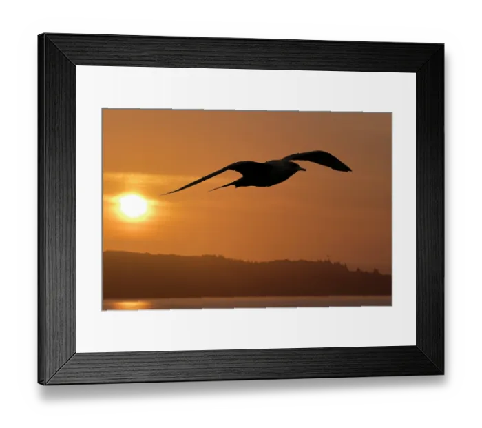 Framed Print : Arctic skua (Stercorarius parasiticus) in flight, silhouetted at sunset, near Handa Island, Sutherland, Scotland, UK. July. Endangered