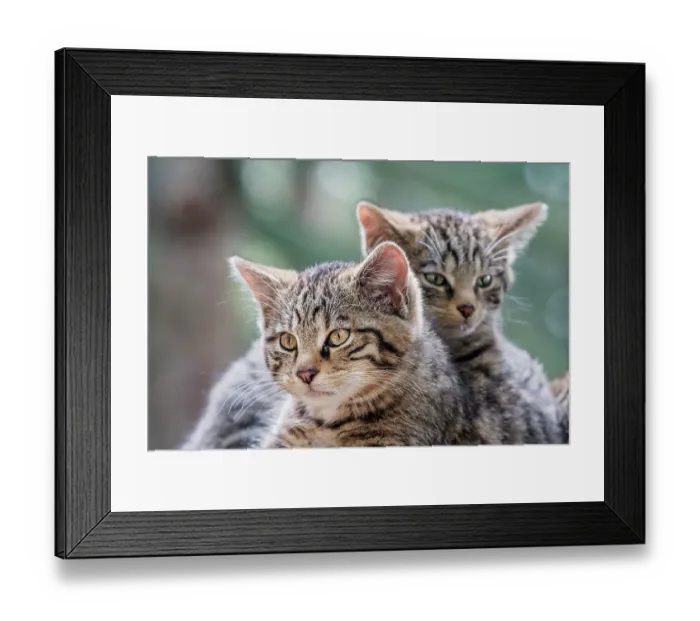 Framed Print : Two Wildcat (Felis silvestris) kittens, portrait, Highland Wildlife Park, Cairngorm National Park, Scotland, UK. July. Captive Framed Print : Two Wildcat (Felis silvestris) kittens, portrait, Highland Wildlife Park, Cairngorm National Park, Scotland, UK. July. Captive