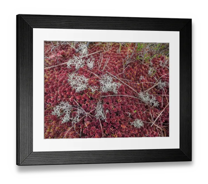 Framed Print : Mossy ground on moorland creating colourful patterns, Craigellachie National Nature Reserve, Cairngorm National Park, Scotland, UK. July Framed Print : Mossy ground on moorland creating colourful patterns, Craigellachie National Nature Reserve, Cairngorm National Park, Scotland, UK. July