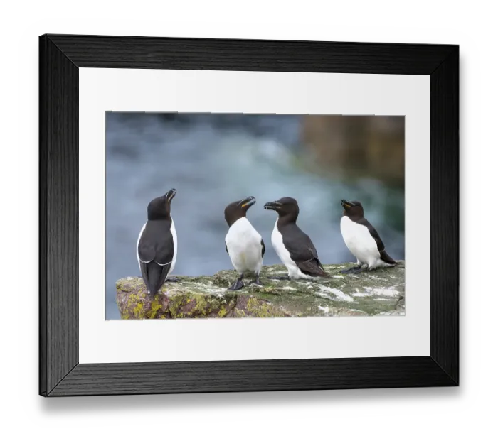 Framed Print : Four Razorbills (Alca torda) perched on coastal rocks, Handa Island Nature Reserve, Sutherland, Scotland, UK. July Framed Print : Four Razorbills (Alca torda) perched on coastal rocks, Handa Island Nature Reserve, Sutherland, Scotland, UK. July