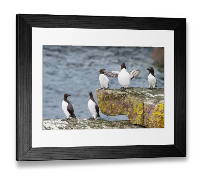 Framed Print : Two Common guillemots (Uria aalge) and three Razorbills (Alca torda) perched on coastal rocks, Handa Island Nature Reserve, Sutherland, Scotland, UK. July Framed Print : Two Common guillemots (Uria aalge) and three Razorbills (Alca torda) perched on coastal rocks, Handa Island Nature Reserve, Sutherland, Scotland, UK. July