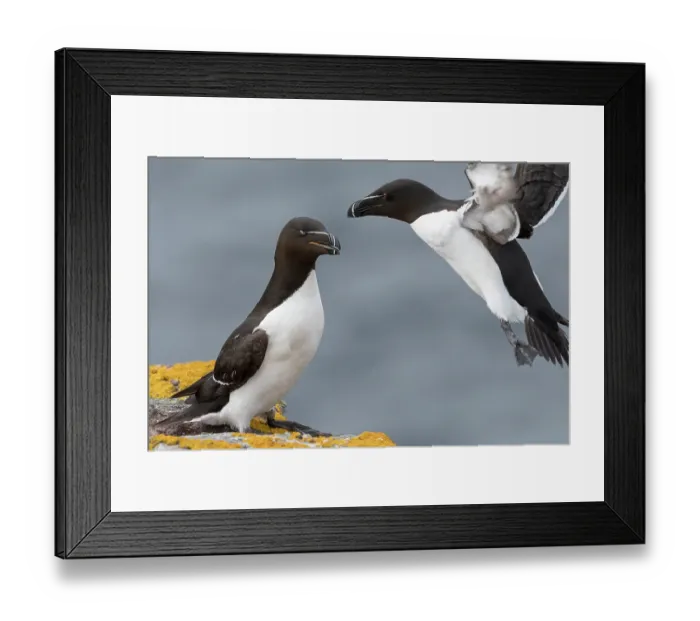 Framed Print : Two Razorbills (Alca torda) one landing on cliff top. The standing bird has closed its nictitating membrane, a translucent third eyelid used for protection Framed Print : Two Razorbills (Alca torda) one landing on cliff top. The standing bird has closed its nictitating membrane, a translucent third eyelid used for protection