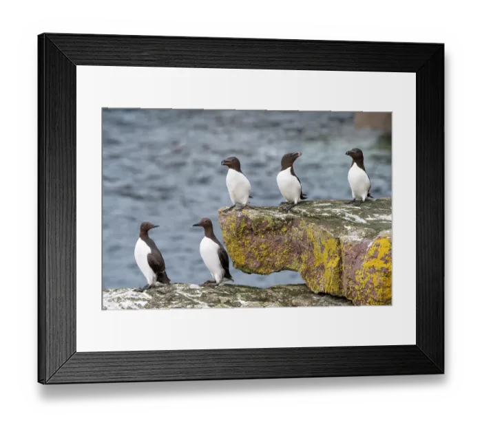 Framed Print : Two Common guillemots (Uria aalge) and three Razorbills (Alca torda) perched on coastal rocks, Handa Island Nature Reserve, Sutherland, Scotland, UK. July Framed Print : Two Common guillemots (Uria aalge) and three Razorbills (Alca torda) perched on coastal rocks, Handa Island Nature Reserve, Sutherland, Scotland, UK. July