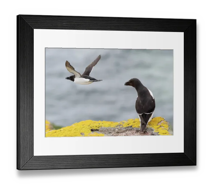Framed Print : Razorbill (Alca torda) perched on cliff with another in flight, Handa Island Nature Reserve, Sutherland, Scotland, UK. July Framed Print : Razorbill (Alca torda) perched on cliff with another in flight, Handa Island Nature Reserve, Sutherland, Scotland, UK. July