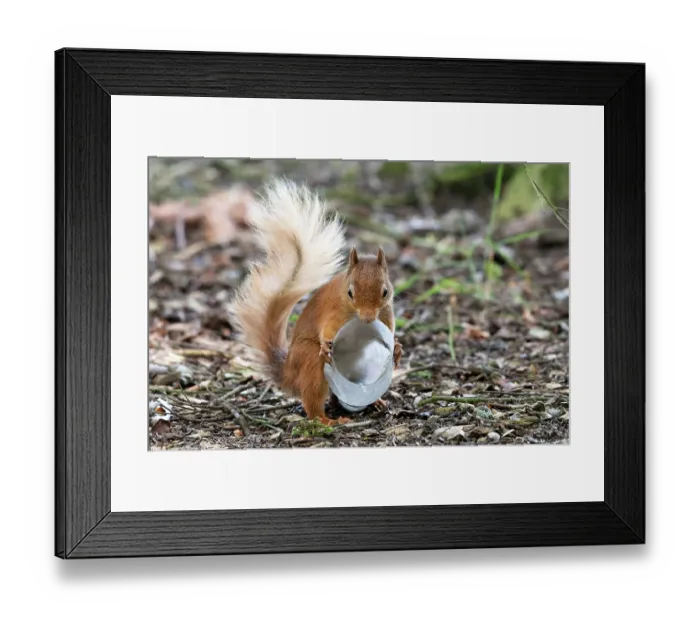 Framed Print : Red squirrel (Sciurus vulgaris) investigating a plastic bottle, Aviemore, Cairngorm National Park, Scotland, UK. July Framed Print : Red squirrel (Sciurus vulgaris) investigating a plastic bottle, Aviemore, Cairngorm National Park, Scotland, UK. July