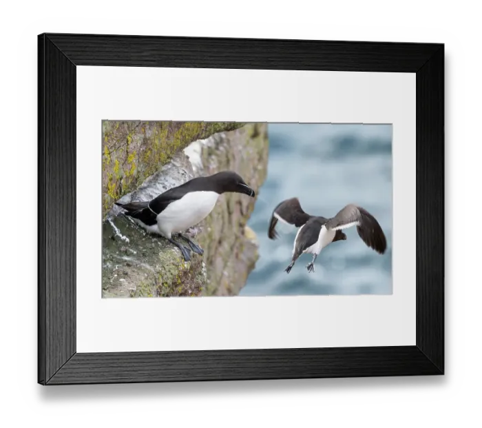 Framed Print : Two Razorbills (Alca torda) perched on cliff face, one taking flight, Handa Island Nature Reserve, Sutherland, Scotland, UK. July Framed Print : Two Razorbills (Alca torda) perched on cliff face, one taking flight, Handa Island Nature Reserve, Sutherland, Scotland, UK. July