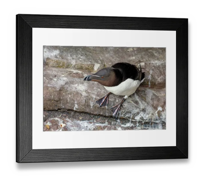 Framed Print : Razorbill (Alca torda) resting on rock ledge, Handa Island Nature Reserve, Sutherland, Scotland, UK. July