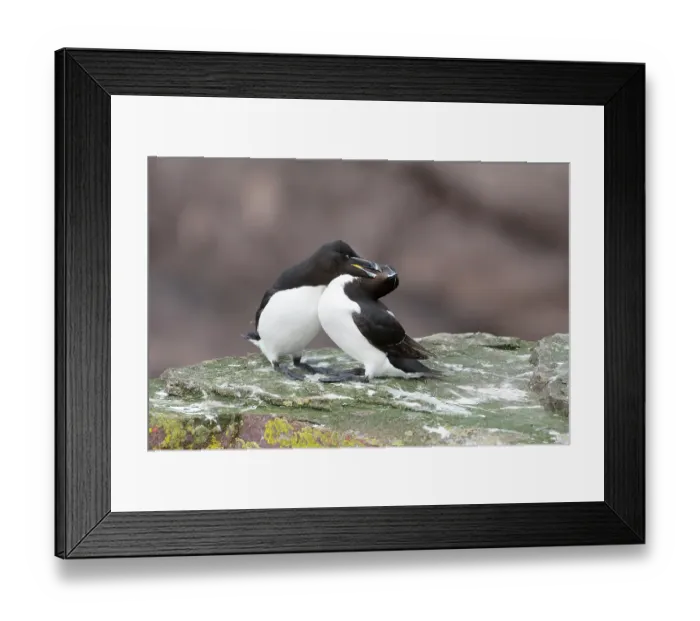 Framed Print : Razorbills (Alca torda) pair, perched on rock mutual preening, Handa Island Nature Reserve, Sutherland, Scotland, UK. July Framed Print : Razorbills (Alca torda) pair, perched on rock mutual preening, Handa Island Nature Reserve, Sutherland, Scotland, UK. July