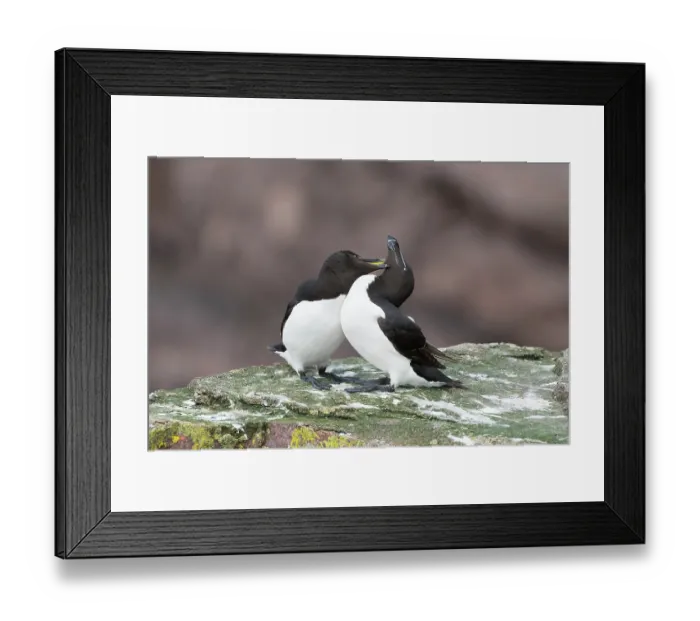 Framed Print : Razorbills (Alca torda) pair, perched on rock mutual preening, Handa Island Nature Reserve, Sutherland, Scotland, UK. July Framed Print : Razorbills (Alca torda) pair, perched on rock mutual preening, Handa Island Nature Reserve, Sutherland, Scotland, UK. July