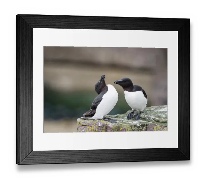 Framed Print : Razorbills (Alca torda) pair, perched on rock preparing for mutual preening, Handa Island Nature Reserve, Sutherland, Scotland, UK. July Framed Print : Razorbills (Alca torda) pair, perched on rock preparing for mutual preening, Handa Island Nature Reserve, Sutherland, Scotland, UK. July