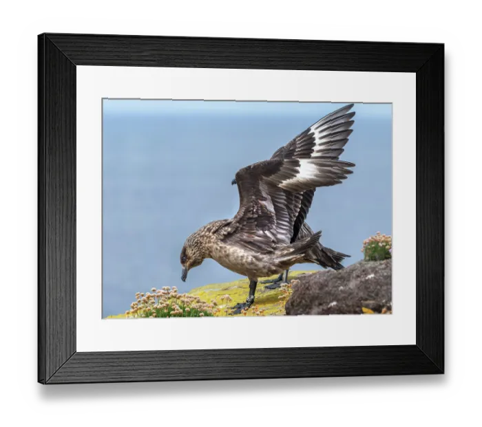 Framed Print : Great skua (Stercorarius skua) portrait, Handa Island Nature Reserve, Sutherland, Scotland, UK. July Framed Print : Great skua (Stercorarius skua) portrait, Handa Island Nature Reserve, Sutherland, Scotland, UK. July