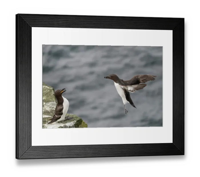 Framed Print : RF - Razorbill (Alca Torda) greeting its partner landing on rock ledge, Handa Island Nature Reserve, Sutherland, Scotland, UK. July Framed Print : RF - Razorbill (Alca Torda) greeting its partner landing on rock ledge, Handa Island Nature Reserve, Sutherland, Scotland, UK. July