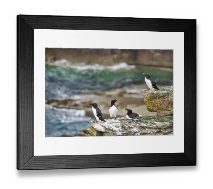 Framed Print : Four Razorbills (Alca torda) perched on coastal rocks, Handa Island Nature Reserve, Sutherland, Scotland, UK. July Framed Print : Four Razorbills (Alca torda) perched on coastal rocks, Handa Island Nature Reserve, Sutherland, Scotland, UK. July