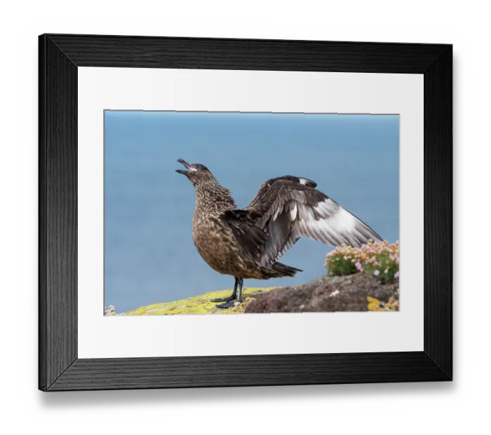 Framed Print : RF - Great skua (Stercorarius skua) aggressive display, called Long-call display, towards another skua, Handa Island Nature Reserve, Sutherland, Scotland, UK. July Framed Print : RF - Great skua (Stercorarius skua) aggressive display, called Long-call display, towards another skua, Handa Island Nature Reserve, Sutherland, Scotland, UK. July