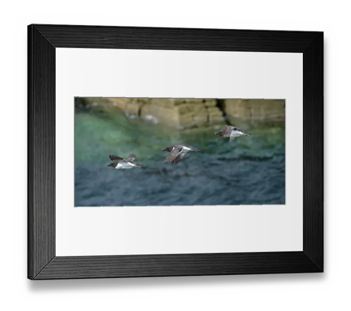 Framed Print : RF - Razorbills (Alca Torda) in flight, Handa Island Nature Reserve, Sutherland, Scotland, UK. July. (This image may be licensed either as rights managed or royalty free.) Framed Print : RF - Razorbills (Alca Torda) in flight, Handa Island Nature Reserve, Sutherland, Scotland, UK. July. (This image may be licensed either as rights managed or royalty free.)