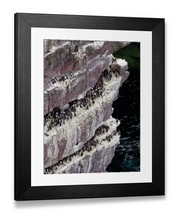Framed Print : Common guillemots (Uria aalge) colony perched on coastal cliffs, Handa Island Nature Reserve, Sutherland, Scotland, UK. July Framed Print : Common guillemots (Uria aalge) colony perched on coastal cliffs, Handa Island Nature Reserve, Sutherland, Scotland, UK. July