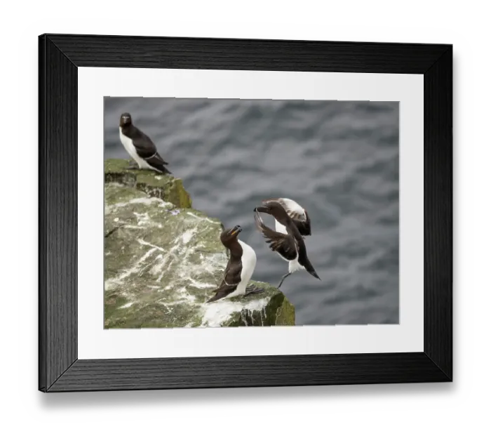 Framed Print : Razorbill (Alca Torda) landing on clifftop, greeting its partner, Handa Island Nature Reserve, Sutherland, Scotland, UK. July Framed Print : Razorbill (Alca Torda) landing on clifftop, greeting its partner, Handa Island Nature Reserve, Sutherland, Scotland, UK. July