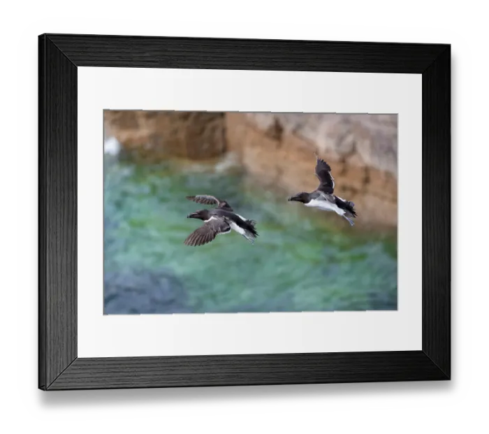 Framed Print : RF - Two Razorbills (Alca torda) in flight, Handa Island Nature Reserve, Sutherland, Scotland, UK. July. (This image may be licensed either as rights managed or royalty free.) Framed Print : RF - Two Razorbills (Alca torda) in flight, Handa Island Nature Reserve, Sutherland, Scotland, UK. July. (This image may be licensed either as rights managed or royalty free.)