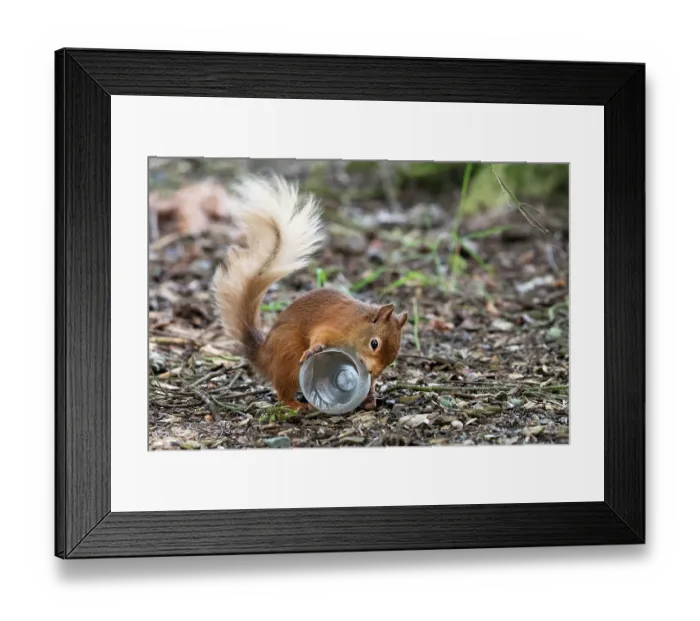 Framed Print : Red squirrel (Sciurus vulgaris) investigating a plastic bottle, Aviemore, Cairngorm National Park, Scotland, UK. July Framed Print : Red squirrel (Sciurus vulgaris) investigating a plastic bottle, Aviemore, Cairngorm National Park, Scotland, UK. July