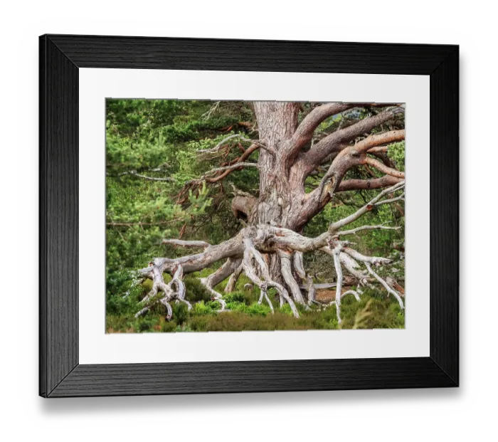 Framed Print : Large Scots pine (Pinus sylvestris) tree with gnarled branches, Glenmore Forest Park, Cairngorm National Park, Scotland, UK. July Framed Print : Large Scots pine (Pinus sylvestris) tree with gnarled branches, Glenmore Forest Park, Cairngorm National Park, Scotland, UK. July