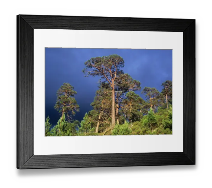 Framed Print : Scots pine (Pinus sylvestris) trees under a dark sky, Glenmore Forest Park, Cairngorm National Park, Scotland, UK. July Framed Print : Scots pine (Pinus sylvestris) trees under a dark sky, Glenmore Forest Park, Cairngorm National Park, Scotland, UK. July