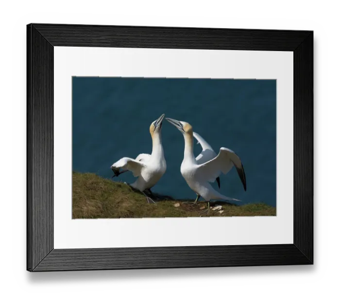 Framed Print : Two Northern gannets (Morus bassanus) displaying - high intensity mutual-fencing, Bempton Cliffs, East Riding of Yorkshire, England, UK. May Framed Print : Two Northern gannets (Morus bassanus) displaying - high intensity mutual-fencing, Bempton Cliffs, East Riding of Yorkshire, England, UK. May