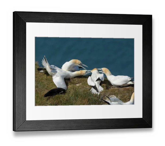 Framed Print : Northern gannet (Morus bassanus) Framed Print : Northern gannet (Morus bassanus)