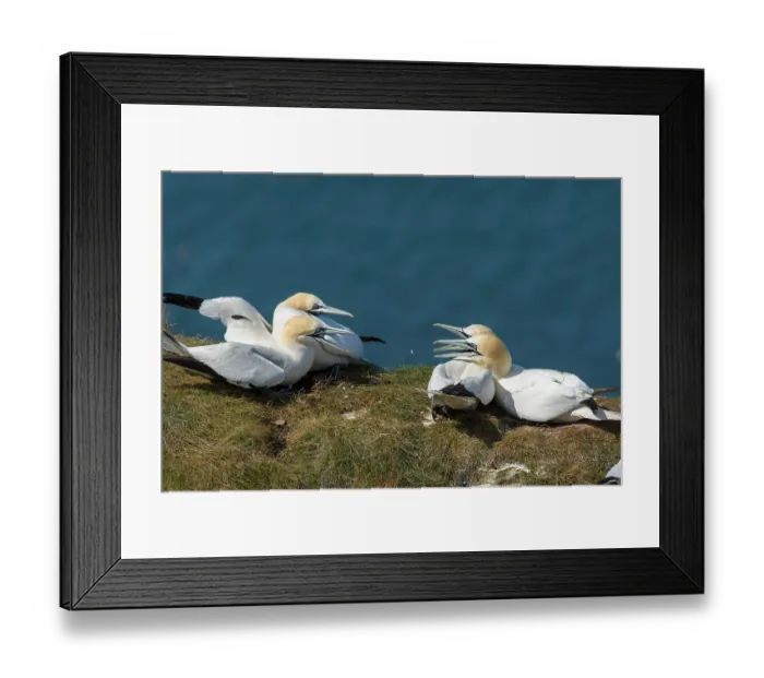 Framed Print : Northern gannet (Morus bassanus) Framed Print : Northern gannet (Morus bassanus)