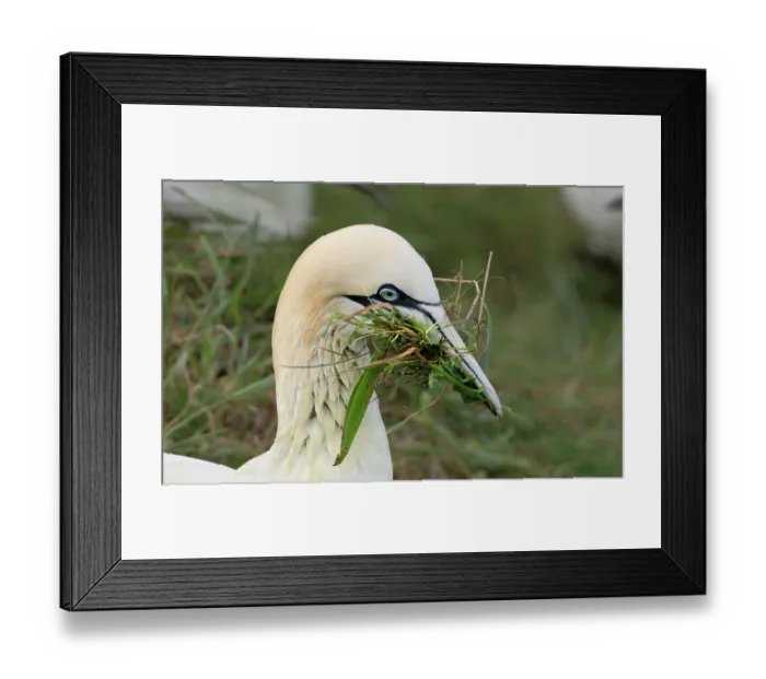 Framed Print : Northern gannet (Morus bassanus) gathering grass for nesting, Bempton Cliffs, Yorkshire, England, UK. May Framed Print : Northern gannet (Morus bassanus) gathering grass for nesting, Bempton Cliffs, Yorkshire, England, UK. May