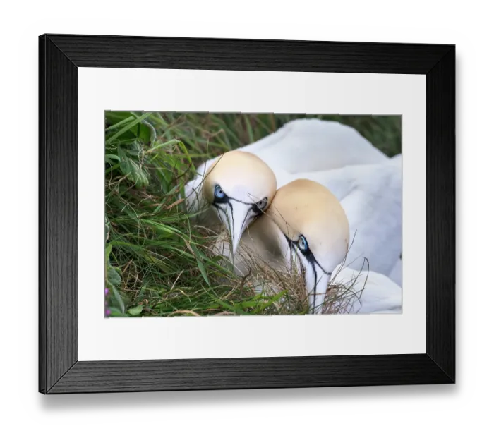 Framed Print : Two Northern gannets (Morus bassanus) gathering grass for nesting, Bempton Cliffs, Yorkshire, England, UK. May Framed Print : Two Northern gannets (Morus bassanus) gathering grass for nesting, Bempton Cliffs, Yorkshire, England, UK. May