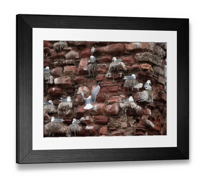 Framed Print : Kittiwakes (Rissa tridactyla) nesting colony on the old bricks of Dunbar Castle, East Lothian, Scotland, UK. May Framed Print : Kittiwakes (Rissa tridactyla) nesting colony on the old bricks of Dunbar Castle, East Lothian, Scotland, UK. May