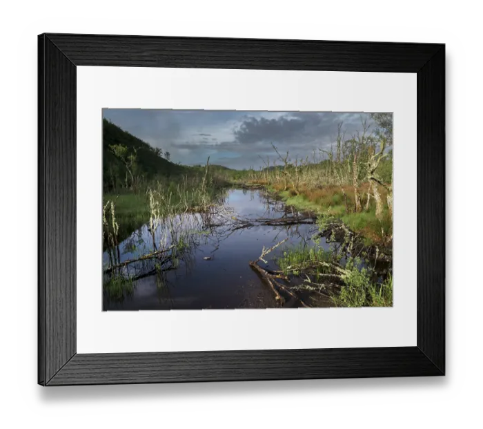 Framed Print : Dubh lake - site of a Beaver release trial, Knapdale, Argyll and Bute, Scotland, UK. June, 2017 Framed Print : Dubh lake - site of a Beaver release trial, Knapdale, Argyll and Bute, Scotland, UK. June, 2017