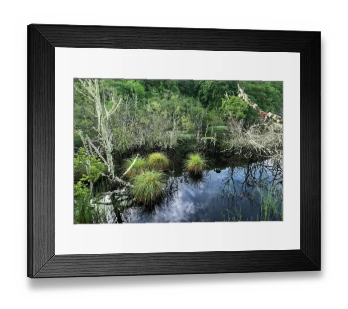 Framed Print : Dubh lake - site of a Beaver release trial, Knapdale, Argyll and Bute, Scotland, UK. June, 2017 Framed Print : Dubh lake - site of a Beaver release trial, Knapdale, Argyll and Bute, Scotland, UK. June, 2017