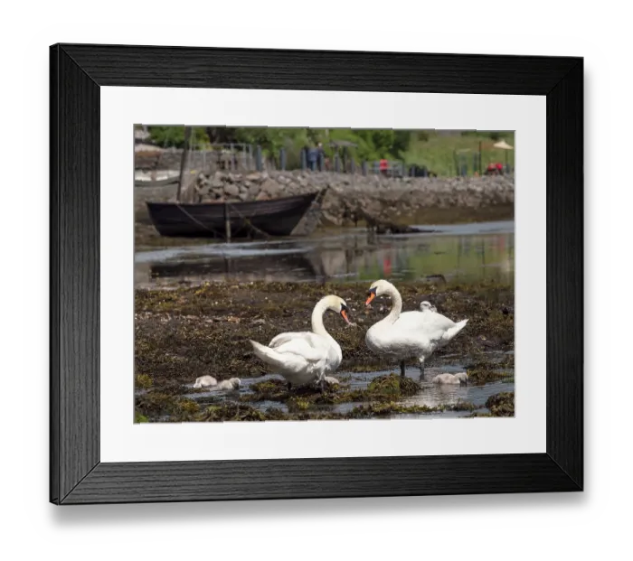 Framed Print : Mute swans (Cygnus olor) pair with cygnets foraging in shallow water, Tarbert Bay, Argyll and Bute, Scotland, UK. June Framed Print : Mute swans (Cygnus olor) pair with cygnets foraging in shallow water, Tarbert Bay, Argyll and Bute, Scotland, UK. June