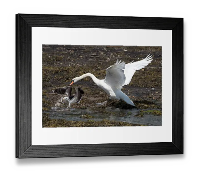 Framed Print : Mute swan (Cygnus olor) chasing a Lesser black-backed gull (Larus fuscus graellsii) with a stolen cygnet in its beak, Tarbert Bay, Argyll and Bute, Scotland, UK. June Framed Print : Mute swan (Cygnus olor) chasing a Lesser black-backed gull (Larus fuscus graellsii) with a stolen cygnet in its beak, Tarbert Bay, Argyll and Bute, Scotland, UK. June